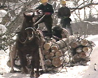 冬山造材・活躍する馬たち