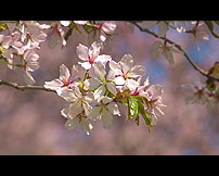キトウシ森林公園の満開の桜