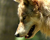 旭山動物園に２年ぶりの新大型施設！「オオカミの森」オープン