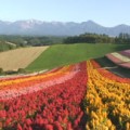 カメラスケッチ「丘を彩る秋の花々」1