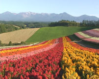 カメラスケッチ「丘を彩る秋の花々」1