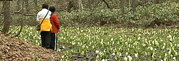 ミズバショウの楽園 春光台公園の春2