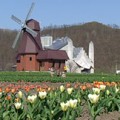 魅惑のチューリップ公園 旭川紋別道で行くオホーツク