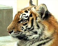 日本最東端の動物園 釧路市動物園1