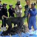 001-タビーとパンチの毛刈り ～アルパカ牧場の夏じたく～