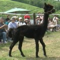 2014-06-07-アルパカの毛刈り-001